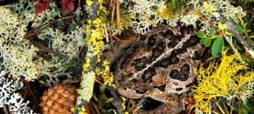 camouflage animal hide 110000 Camouflage animals. Can you spot them? (25 photos)